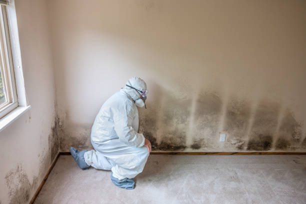 Best Mold Prevention Services  in USA